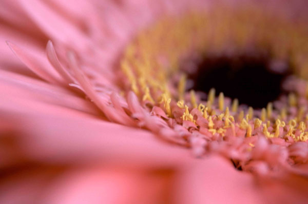 Pink Gerbera